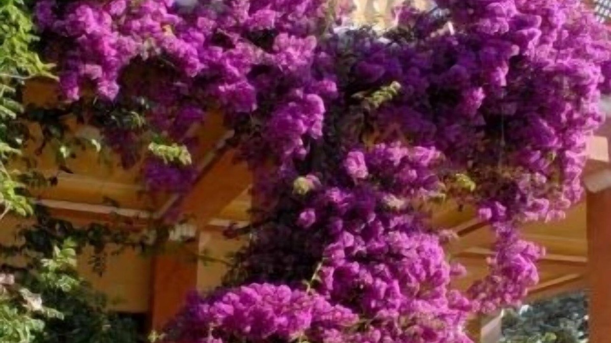 Alezio Bed & Breakfast | Villarancia – Luxury B&B