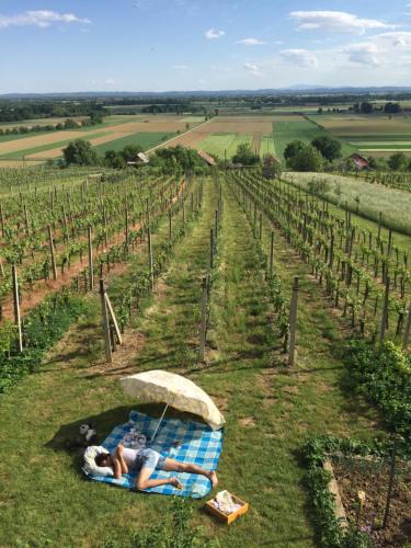 Moravske Toplice House | Vineyard Living