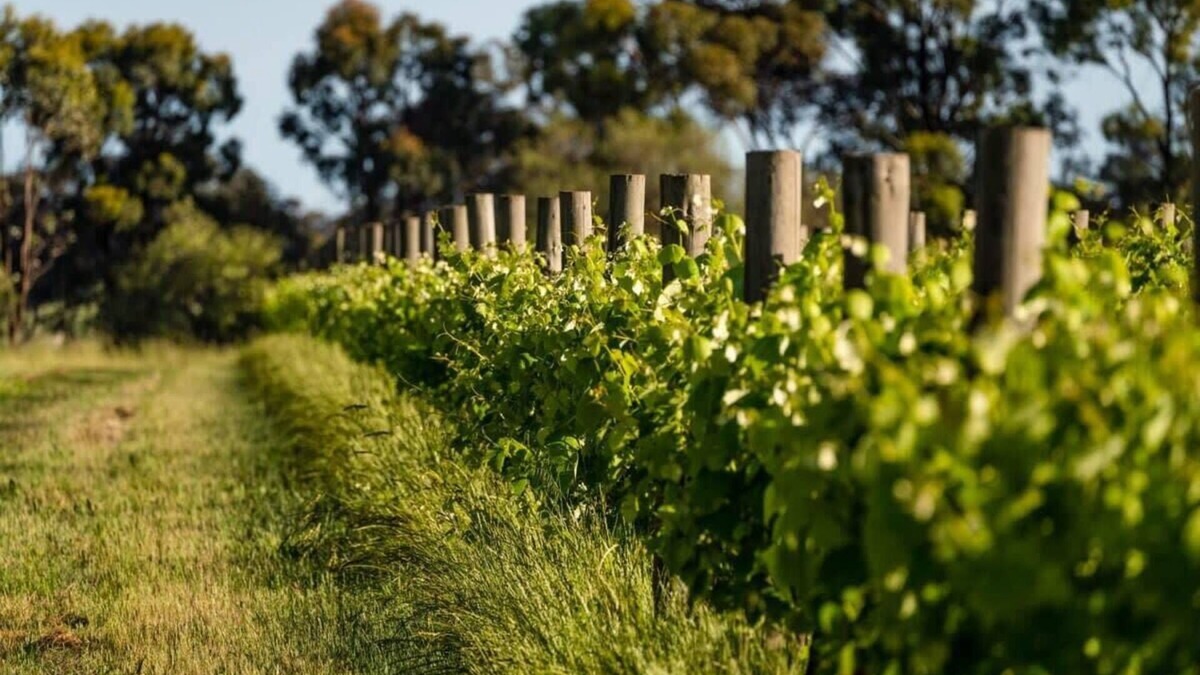 Toolleen House | Vineyard Retreat by Tiny Away