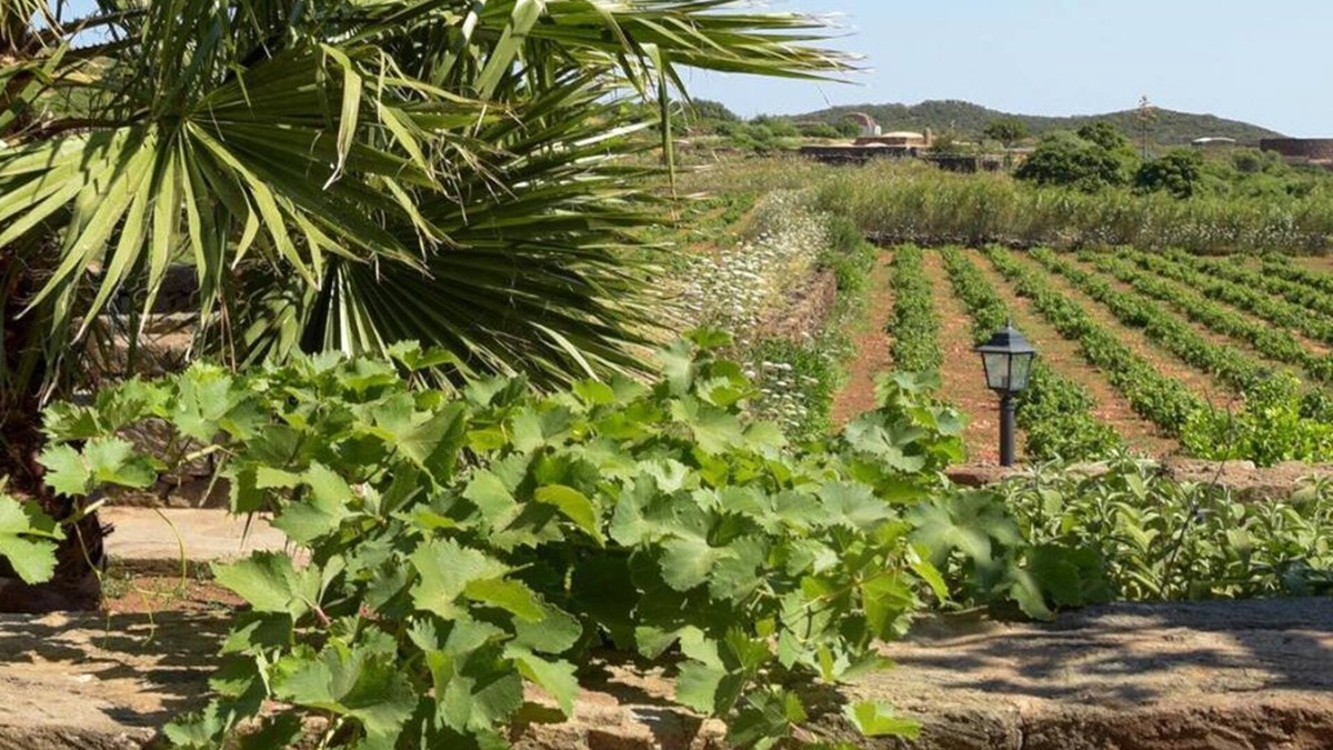 Pantelleria House | [Vineyard View+ Garden + Barbecue] "Mill Dammuso"