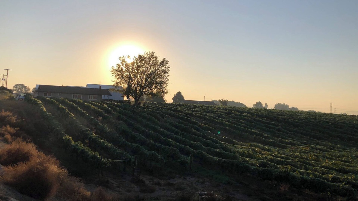 Outlook House | Vineyard views at Dichotomy Vineyards guest house in the Yakima Valley