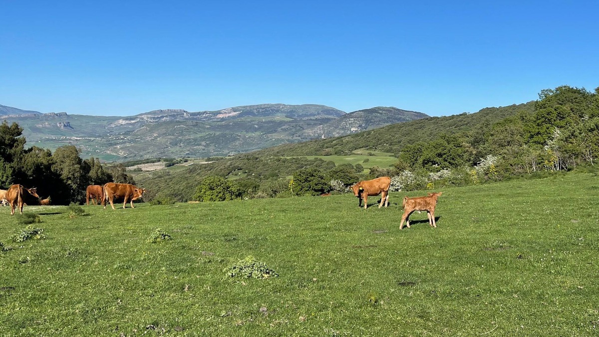 Contessa Entellina House | Vrbo Property