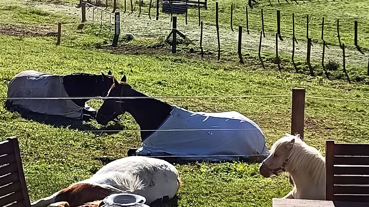 Hangatiki Bed & Breakfast | Waitomo Equine Homestay