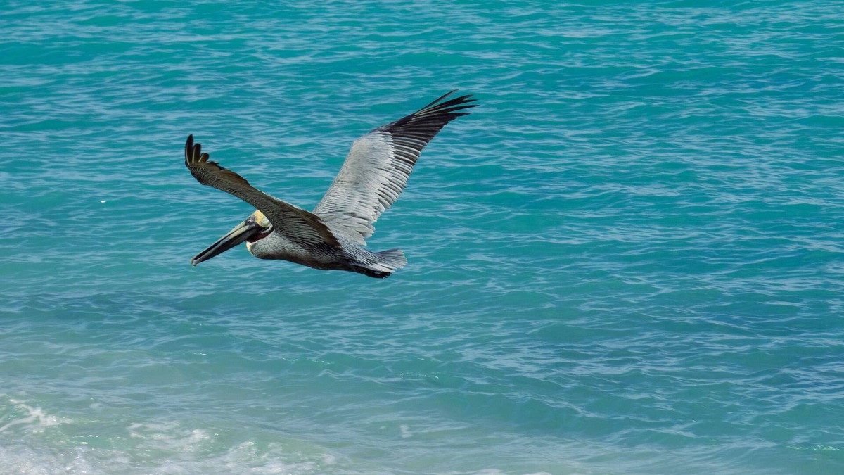 Providenciales Apartment | Wake up to Pelicans cruising the beach!