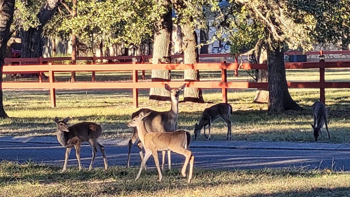 Boerne House | "Wanna see some DEER? Our Clean and Peaceful Guesthouse!