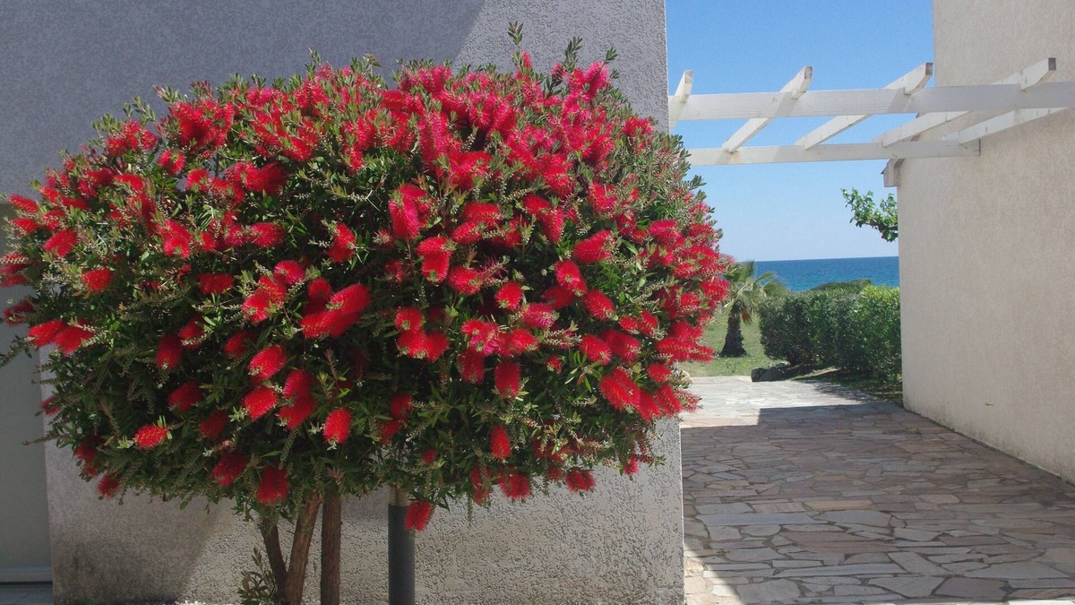 Prunete Villa | Waterfront villa (4 to 6 people), Prunète beach