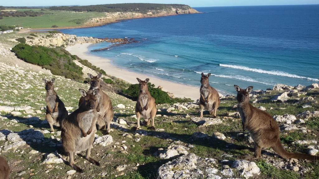 Cassini Cabin | Waves & Wildlife Cottages Kangaroo Island
