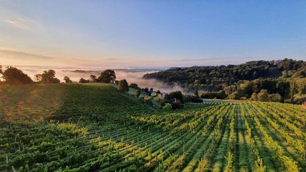 Lang Apartment | Weingut & Ferienwohnungen Lenhard