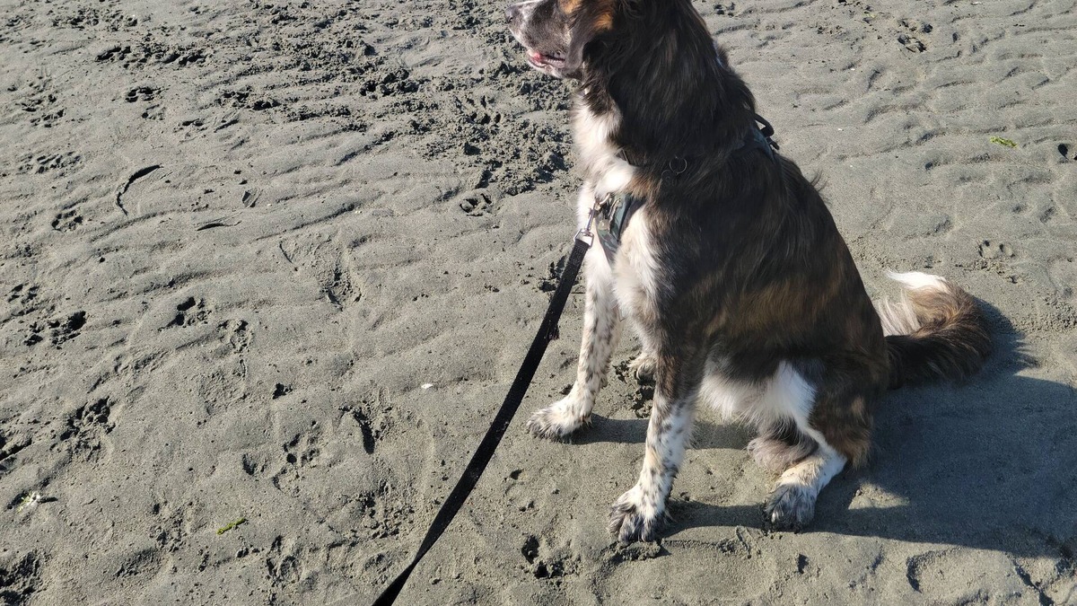 Regional District of Nanaimo RV Rental | Welcome to our Happy Camper steps from the beach!