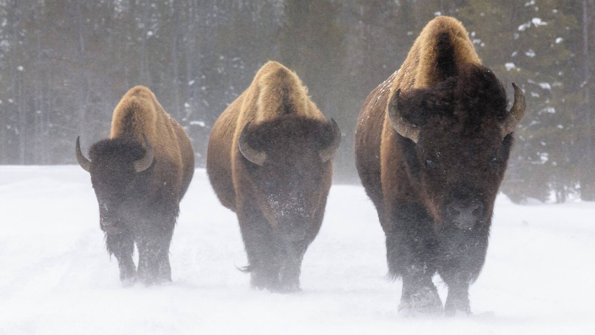 Thayne House | Welcome to the Gold Bison Getaway.