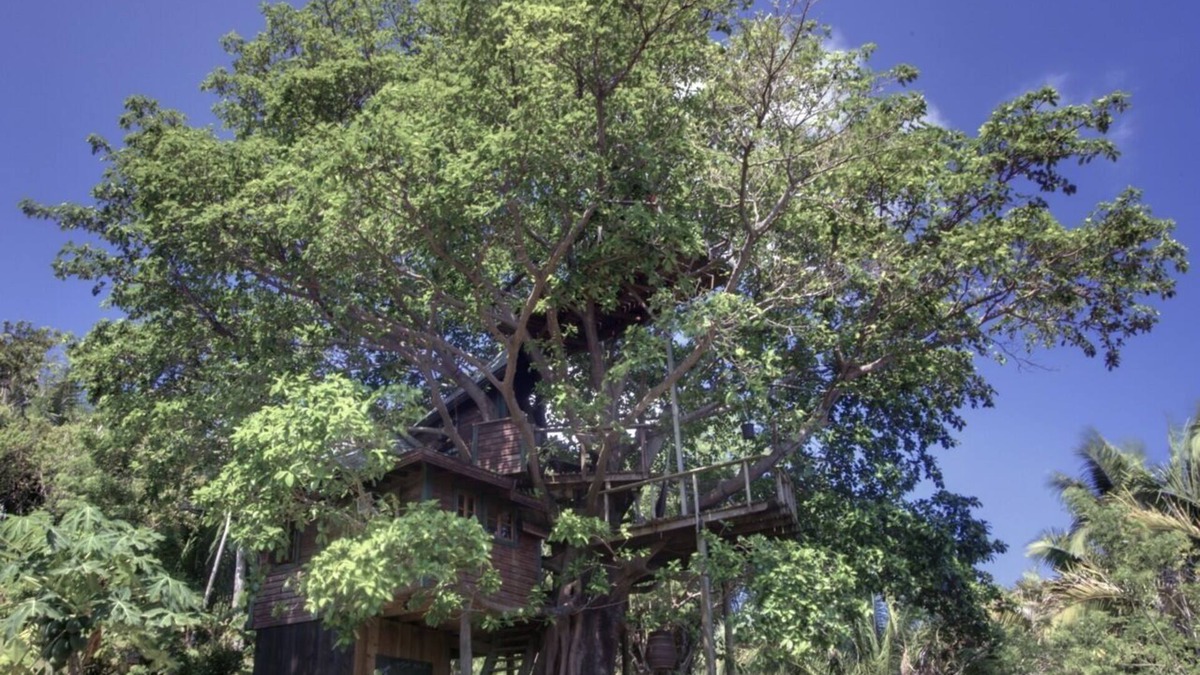 Isla de Utila House | What Would You Dream, Sleeping In A Tree? Utila's Only Treehouse