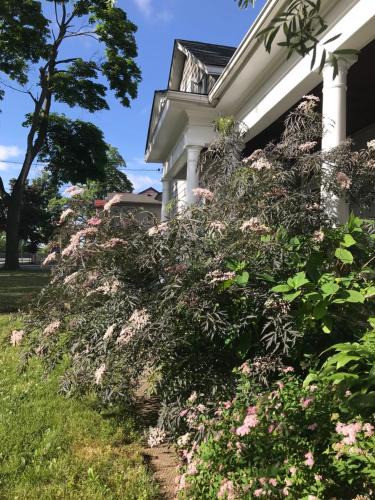 Downtown Niagara Falls House | WHITE SWAN House