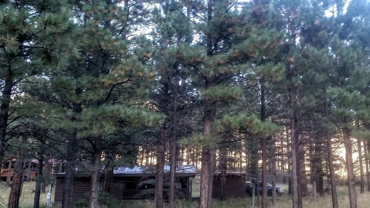 Greer Cabin | Windes' East Fork Retreat: Private, By the river, Bird Watching, Weekly Rate