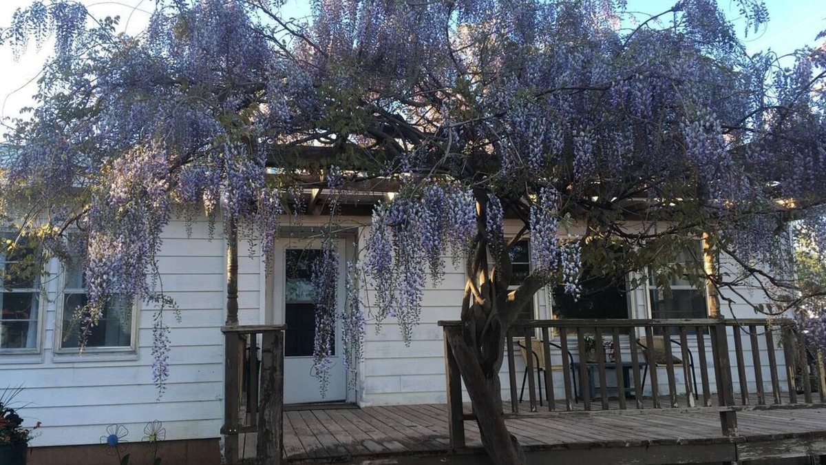 Monticello Cottage | Wisteria Vine Cottage