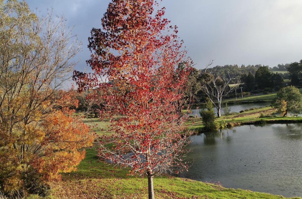 Balingup Ski Chalet | Woodlands of Balingup Bush Cottages -Flora & Fauna focused