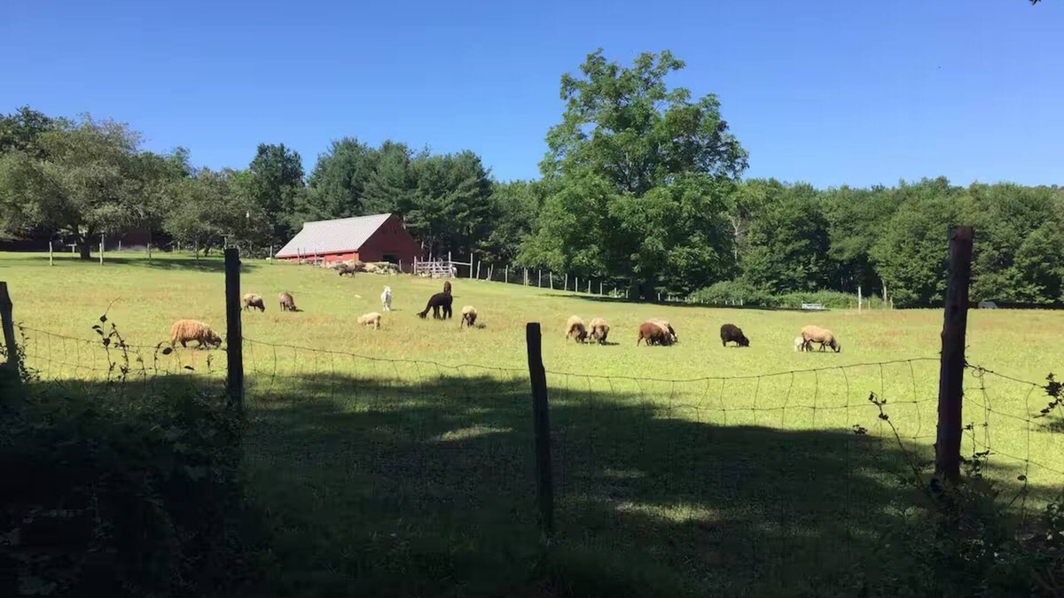 Glastonbury Other | Woolly Acres Farm