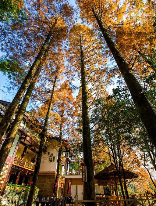 Wuyishan House | Wuyi Mountain Ancient Street Forest Living England Time Inn