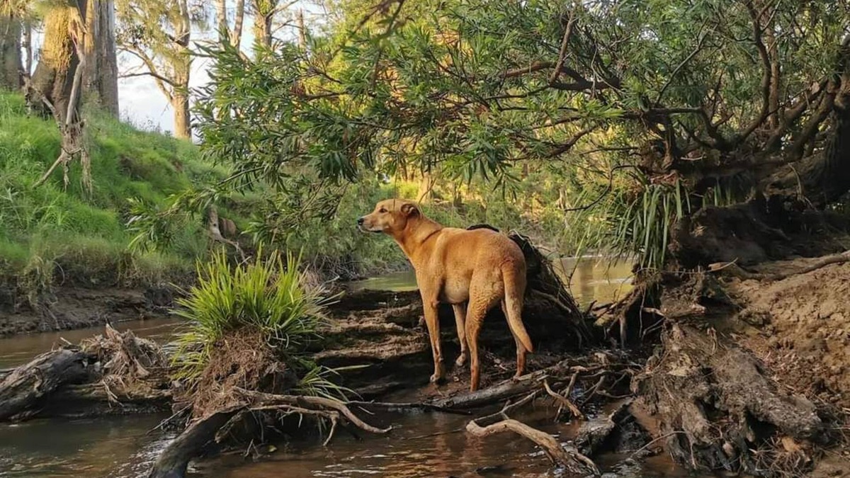 Joes Box House | Yabbra Road Farmstay - Cute pet friendly caravan, mountain views and a creek!
