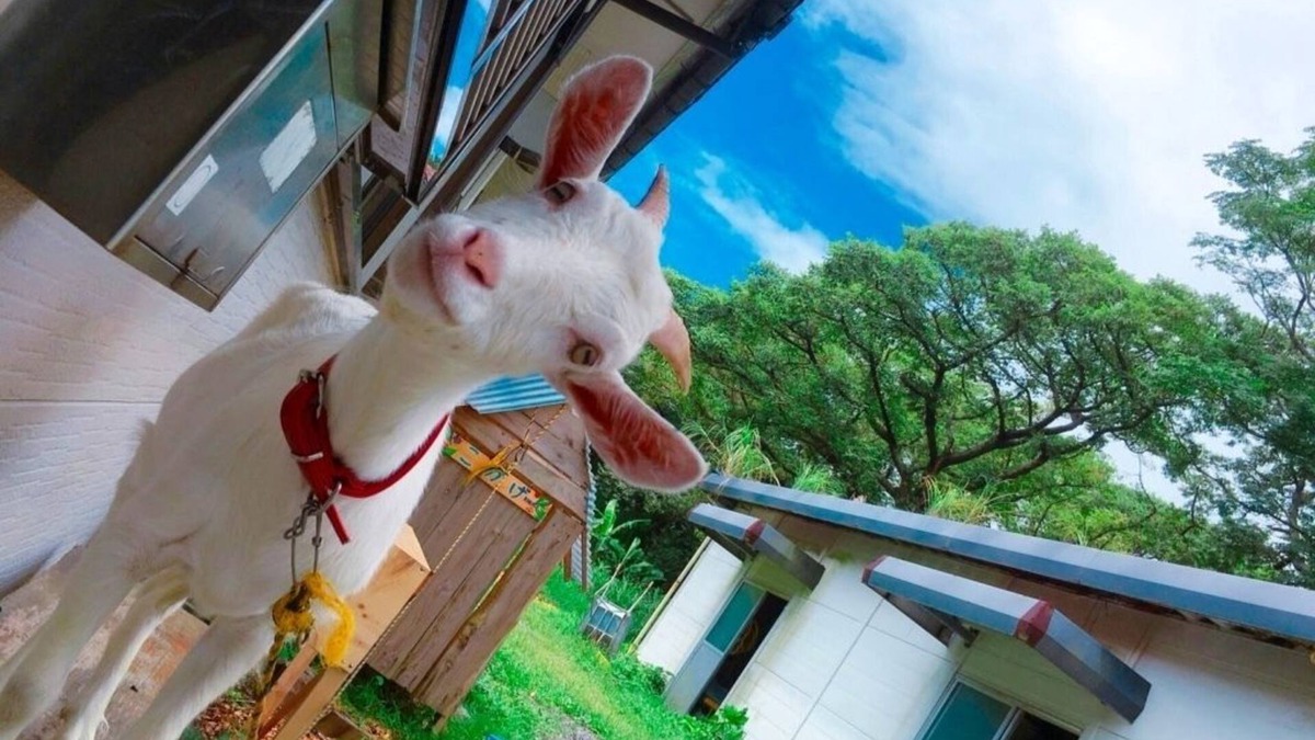 Anbo House | Yakushima Guesthouse Suginoko