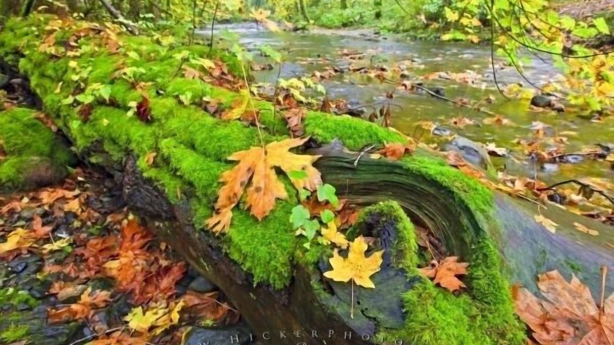 Regional District of Nanaimo Condo | Your vacation memories will be more affordable on Canada's gem Vancouver Island.