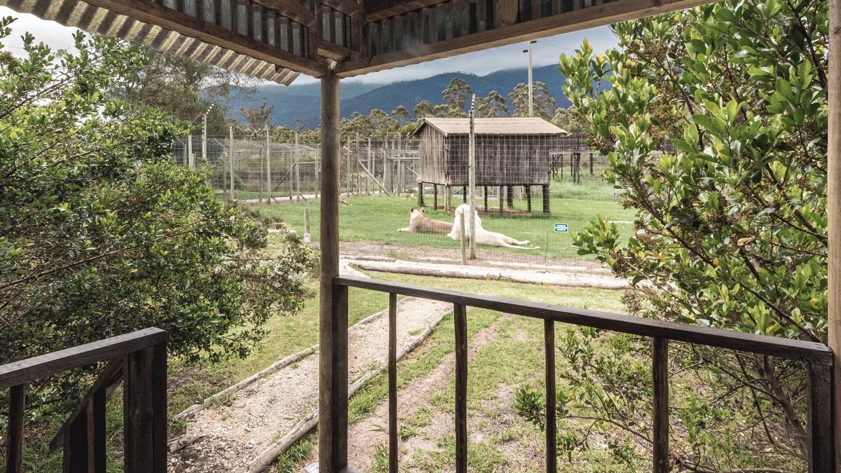 Die Barakke Cabin | Sleep Whiskers away from the Lions and " FEEL " them ROAR! Cabin 2