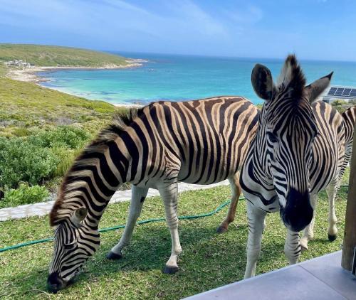 Gansbaai House | Zebra Views - Romansbaai Luxury Retreat