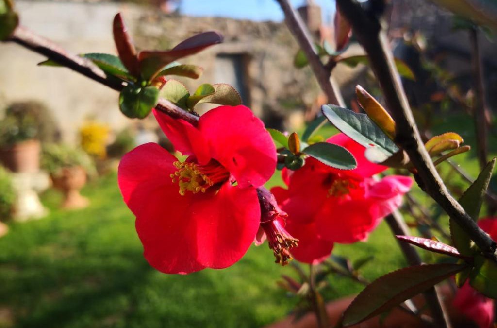 San Nicolo Gerrei Bed & Breakfast | Zia Chiarina
