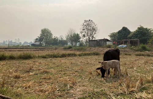 Pua Ski Chalet | ตูบลุงหน่อ Uncle Cabin