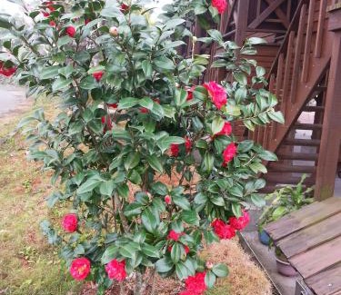 Gukeng Ski Chalet | 大湖底木屋民宿