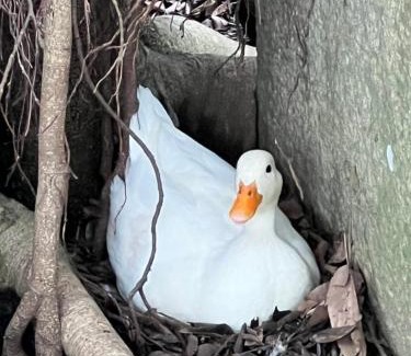 Guanxi Bed & Breakfast | 拇指園民宿