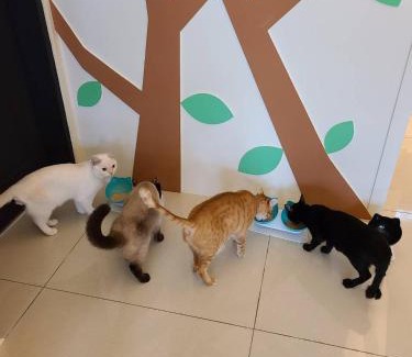 Taitung City Centre Bed & Breakfast | 煙燻貓民宿 tesla充電需電洽-無合作Ago達平台