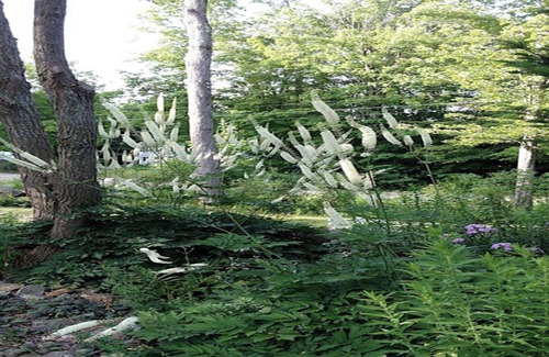 Shapleigh Cabin | 1 of 2 Enchanting 1 room cabins in Shapleigh, ME located on sloaping forest land