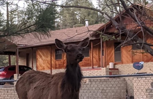 Pine Cabin | 3 Bdrm Pet Friendly Cabin, King Bed, AC, Walking distance to Pine attractions 🌲