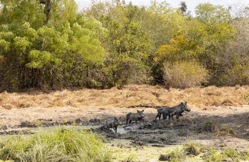 Selous Game Reserve Other | Africa Safari Selous Camping
