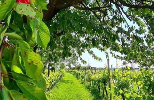 Bottenicco House | Agriturismo "La di Buiat