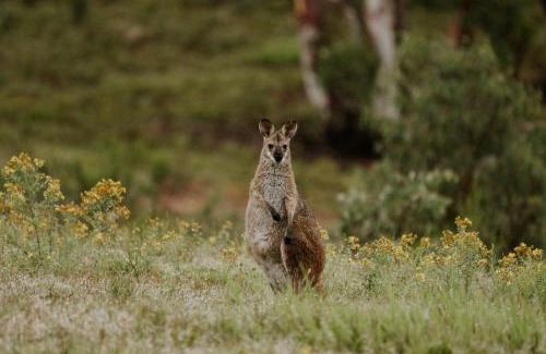 Running Stream Other | Akuna Estate - Adults Only Luxury Glamping Experience