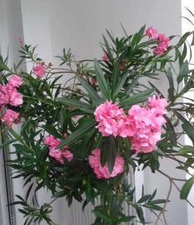 Blaj Apartment | Apartament 2 camere Blaj Str Avram Iancu Bl 9