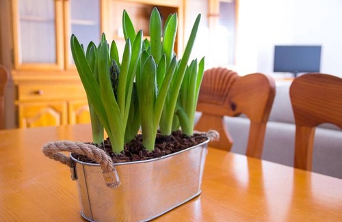 Chulilla Apartment | APARTAMENTO LOS NARCISOS
