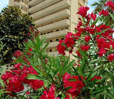 Torrevieja Apartment | Apartamento MIRAMAR