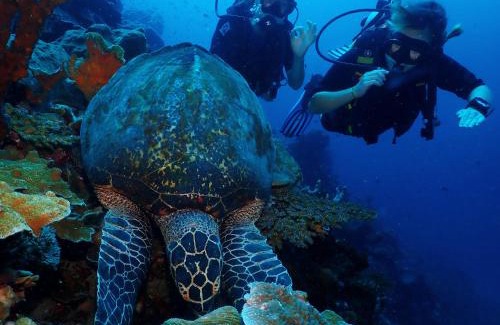 Bomba Hotel | Araya Dive Resort Togean