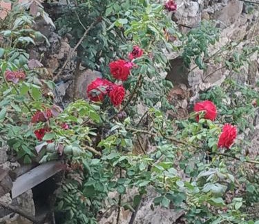 Chauriat House | Aux Rosiers Rouges