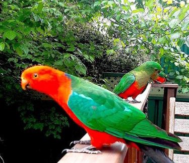 Hazelbrook Apartment | Blue Mountains Ferncreek studio retreat pet friendly