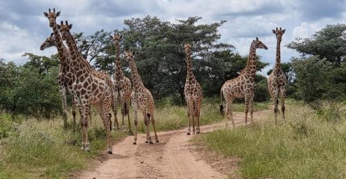 Vaalwater Cabin | Bushwa Private Game Lodge