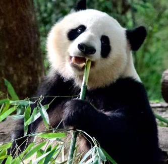 Chengdu City Centre Hotel | BuYuan Hotel -Chengdu Chunxi Road Branch