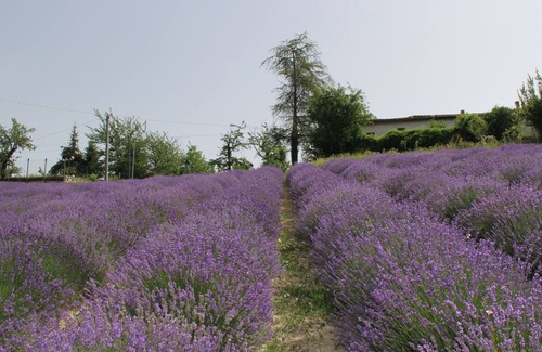Sale San Giovanni House | Cà Burghin- Rustico from the 19th century overlooking the lavender fields