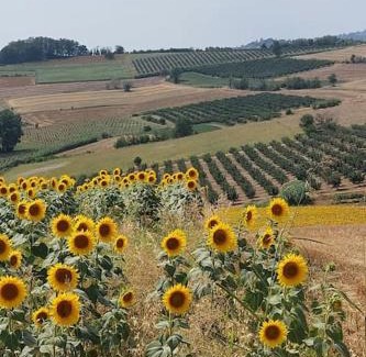 Vignale Monferrato Villa | Ca' San Lorenzo - Villa panoramica con piscina - Vignale Monferrato