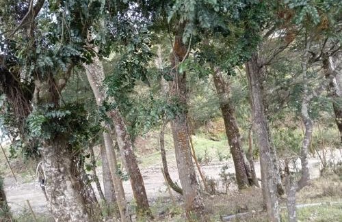 Castro House | cabaña magi