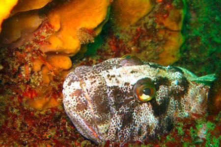 Los Molles Cabin | Cabañas Los Molles