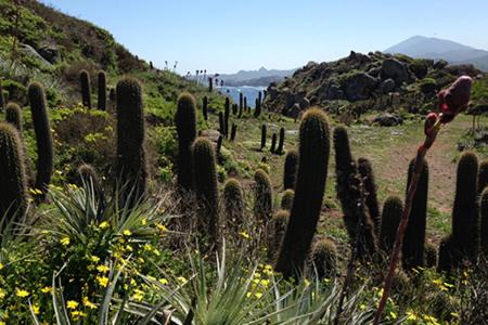 Los Molles Cabin | Cabañas Los Molles