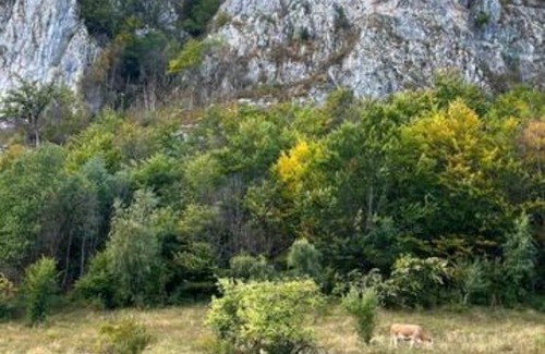 Buces House | Cabana Exclusivista Wild Spa Apuseni
